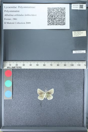 Media type: image;   Entomology 154851